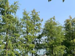 -顺峰山公园