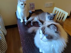 -滚猫咖啡·猫咖·猫友好撸猫(未来城店)