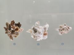-青岛贝壳博物馆