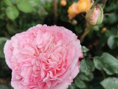 -人民公园(罗湖区)