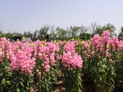 -杭州湾海上花田景区