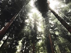 -重庆睡佛山森林公园