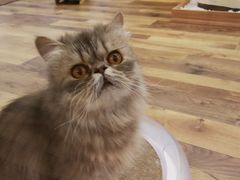 -袖虎·猫馆(体育西路店)