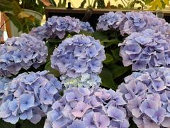 -上海鲜花港