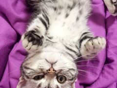 -米苏动物医院·犬猫专科·骨科外科内窥镜