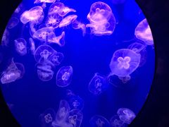 -成都浩海立方海洋公园