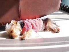 -翊宠yipet猫狗购宠庄园犬舍•猫舍