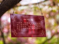 -西安青龙寺遗址景区
