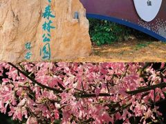 -风云岭森林公园