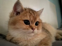 -瑞鹏瑞爱宠物医院·全科·猫科·血液透析中心(龙头寺店)