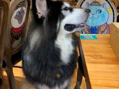 -more than meow吴止猫主题餐厅(承德 中船汇店)