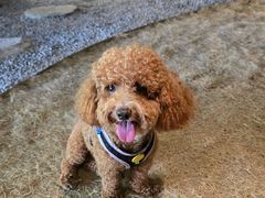 -J Create城市露营咖啡·简餐·宠物(上海动物园店)