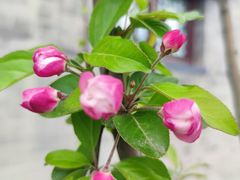 -烤肉宛饭庄(北新桥店)