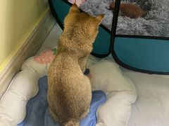 -瑞派申生动物医院·24H夜诊·国际动物医疗中心·骨外科(吴中路店)