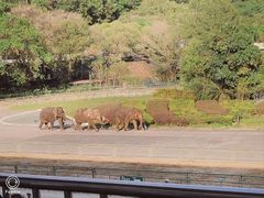 -深圳野生动物园