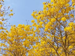 -天适樱花悠乐园