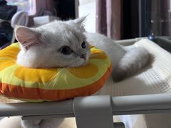 -四月宠物医院·猫专科·心脏专科·内科(转塘店)