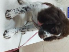 -瑞鹏动物医院宠美康(扬子江路分院)