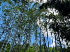 -黄埔油麻山森林公园