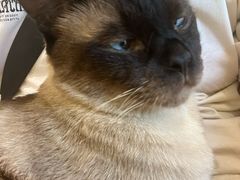 -藏猫猫咖啡主题馆(中央大道店)