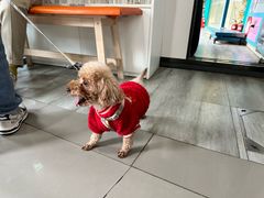 -爱侣宠医·鹦鹉专科·小型哺乳类·异宠专科(灵石路店)