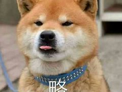 -意格蛋糕
