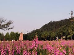 -顺峰山公园