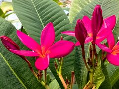 -北京植物园-展览温室