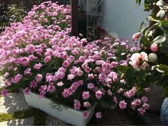 -兰纳泰式spa(古城店)