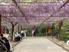 -嘉定紫藤园