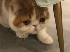 -飞行喵MR PILOT|猫舍·猫咖(静安大融城店)