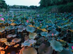 -上海市保健医疗中心