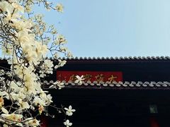 -灵谷景区