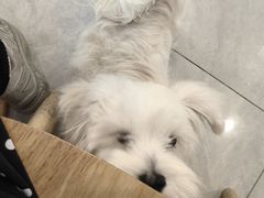 -柴犬小屋·柴餐厅·狗咖食堂(金鼎广场店)