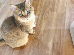 -COLOR PETS 撸猫馆·购猫·猫咖(长风大悦城店)