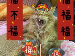 -帕帕拉兹宠物(亚洲旗舰店)