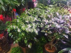 -大自然花鸟鱼虫市场