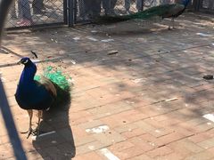 -长白岛森林公园