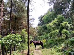 -铁山坪森林公园