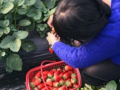 -青浦采草莓天天草莓园