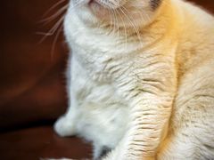 -MOCHA明星猫咖(田子坊店)