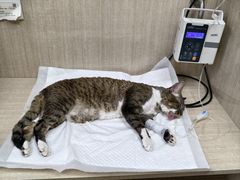 -北京观赏动物医院·24小时大型综合·猫专科·异宠专科