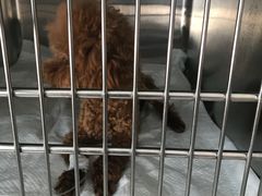 -康旭宠物医院(郑州总院)