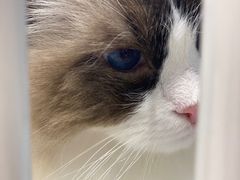 -藏猫猫咖啡主题馆(中央大道店)