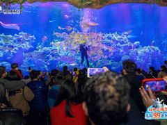 -芜湖新华联大白鲸海洋公园