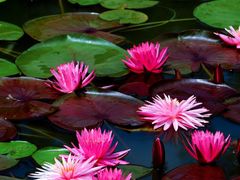 -国家植物园南园