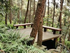 -铁山坪森林公园