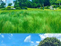 -红花山公园