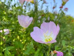 -花开海上生态园