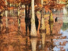 -白鹭湾湿地公园